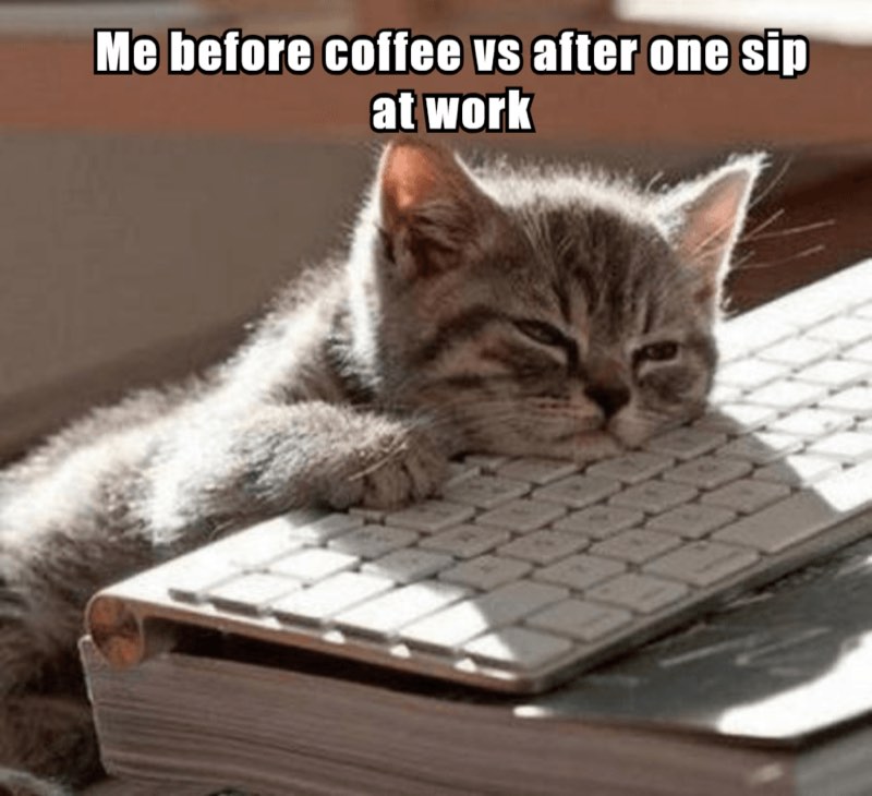 Sleepy gray kitten on a keyboard compares working before coffee with the feeling after one sip